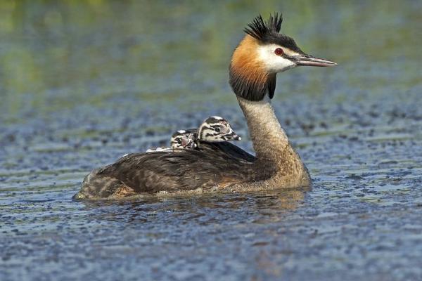 Great Crested Grebe With Chicks on Back (%!s(<nil>)) - 