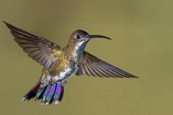 Green-Breasted Mango Hummingbird Hovering (%!s(<nil>)) - 