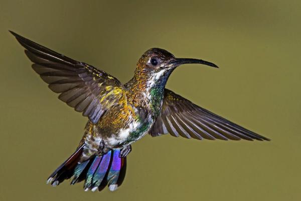 Green-Breasted Mango Hummingbird in Flight (%!s(<nil>)) - 