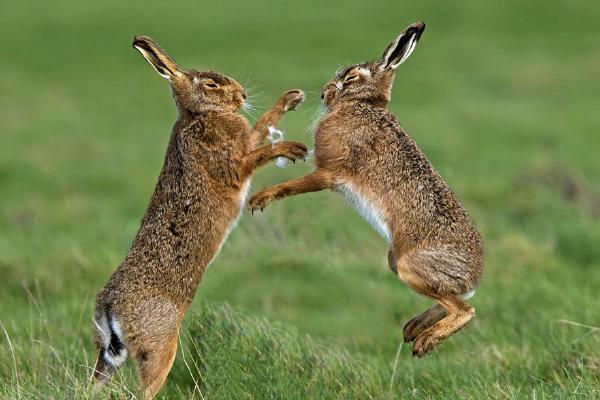 Hare Boxing Fur Flying (%!s(<nil>)) - 