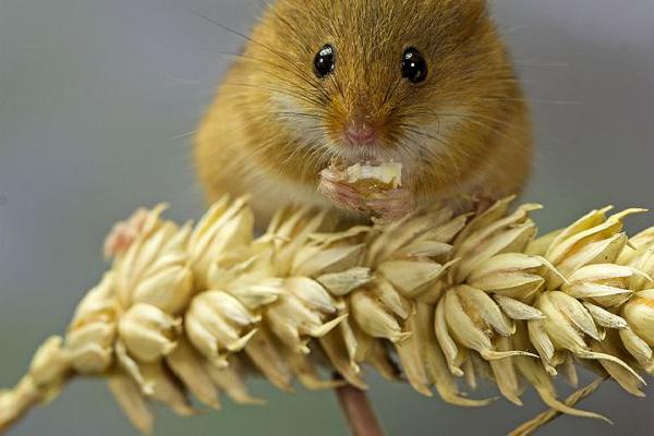 Harvest Mouse Feeding on Wheatear (%!s(<nil>)) - 