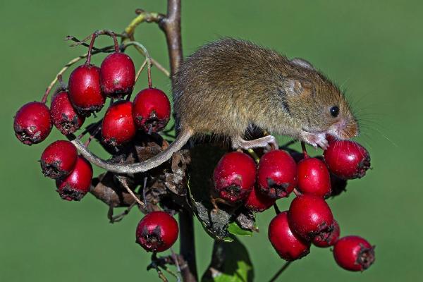 Harvest Mouse on Hawthorn Berries (%!s(<nil>)) - 