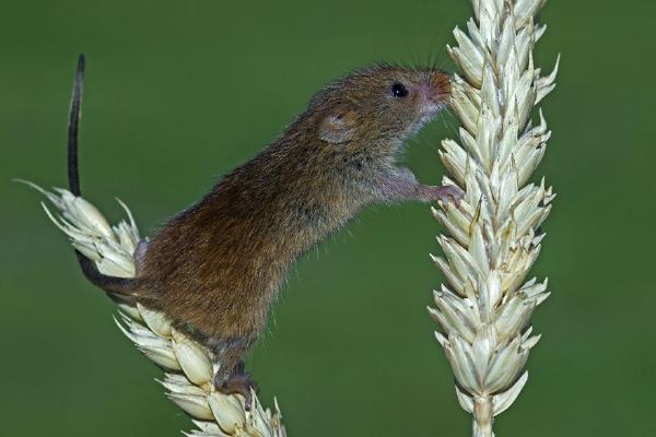 Harvest Mouse on Wheat Ear (%!s(<nil>)) - 