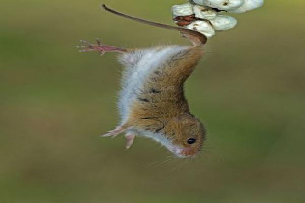 Harvest mouse about to leap (%!s(<nil>)) - 