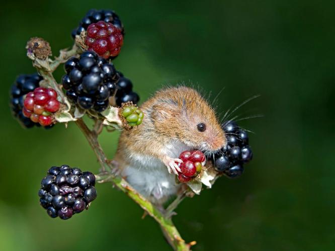 Harvest mouse on blackberries (%!s(<nil>)) - 