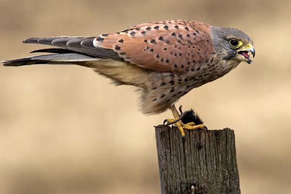 Kestrel (%!s(<nil>)) - 