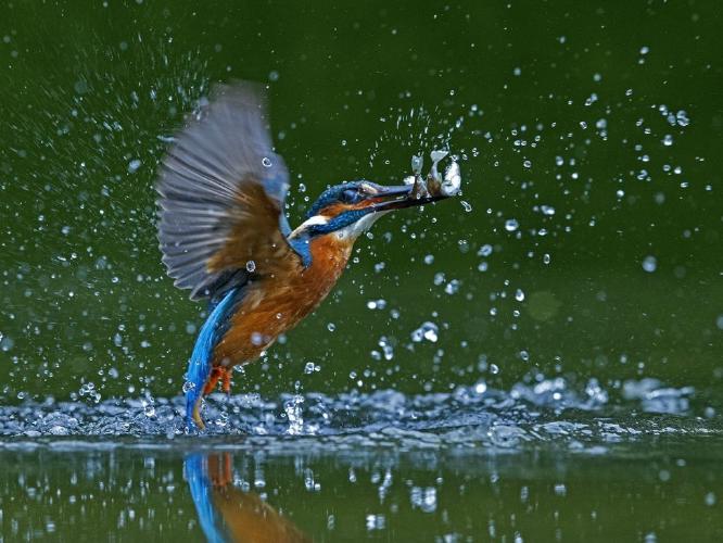 Kingfisher Emerging With Three Fish (%!s(<nil>)) - 