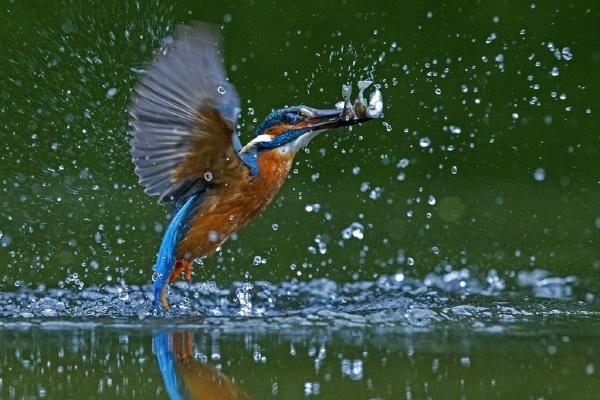 Kingfisher Emerging With Three Fish (%!s(<nil>)) - 
