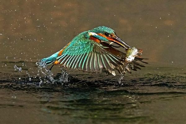 Kingfisher Lifting Off With Catch (%!s(<nil>)) - 