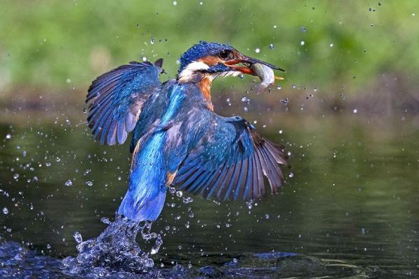Kingfisher taking off with catch (%!s(<nil>)) - 
