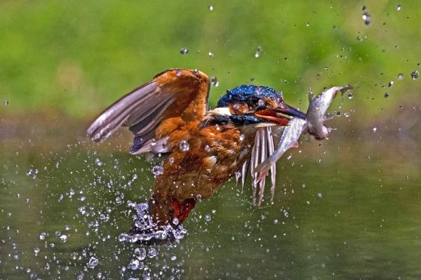 Kingfisher with two fish (%!s(<nil>)) - 