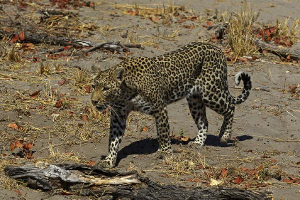Leopard Walking (%!s(<nil>)) - 