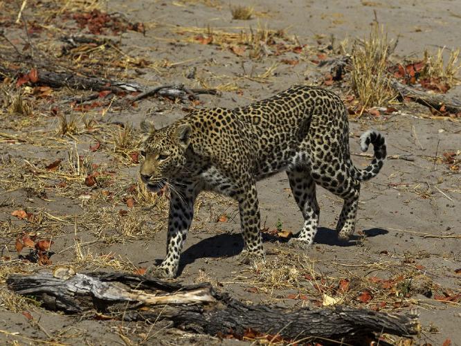 Leopard Walking (%!s(<nil>)) - 