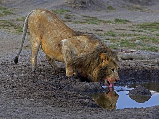 Lion Drinking from Pool (%!s(<nil>)) - 