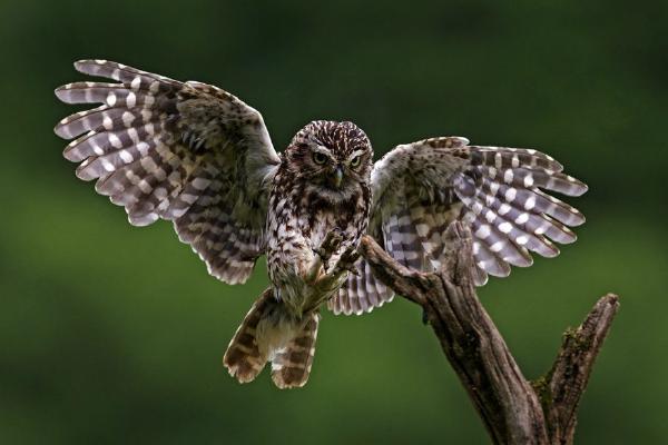 Little Owl Landing (%!s(<nil>)) - 