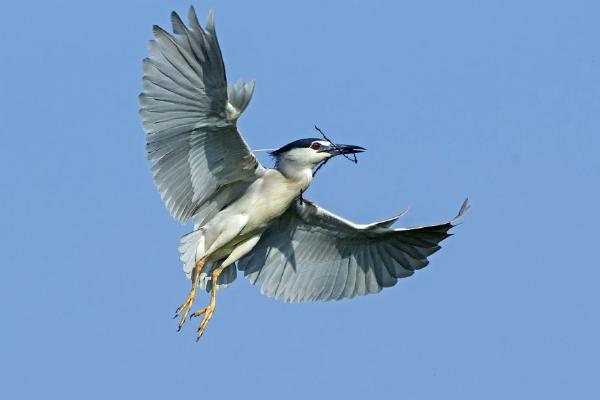 Night Heron With Nesting Material in Flight (%!s(<nil>)) - 
