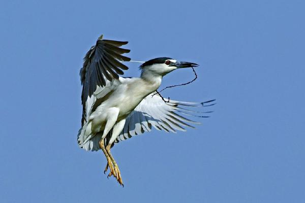 Night heron with nesting material (%!s(<nil>)) - 