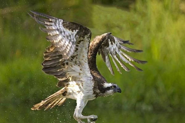 Osprey with Fish (%!s(<nil>)) - 