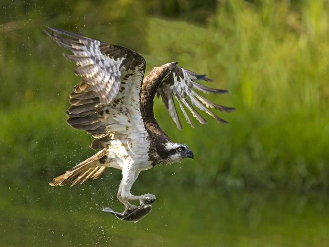 Osprey with Fish (%!s(<nil>)) - 