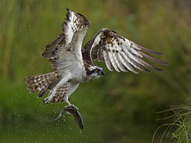 Osprey with catch (%!s(<nil>)) - 