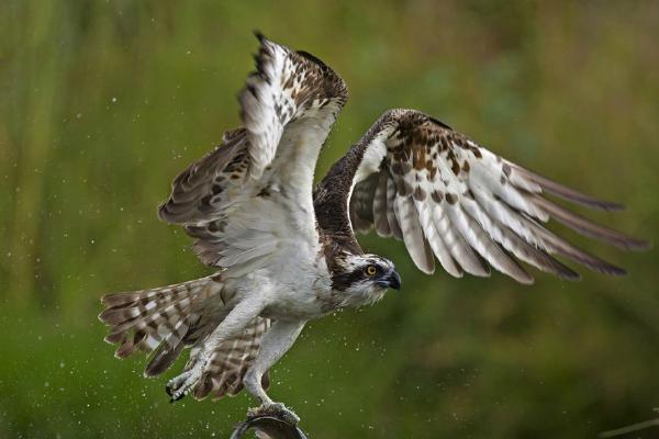 Osprey with catch (%!s(<nil>)) - 