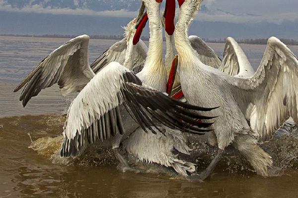 Pelican Fighting Over Thrown Fish (%!s(<nil>)) - 