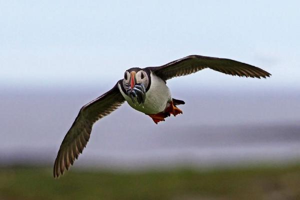 Puffin Returning with Catch (%!s(<nil>)) - 