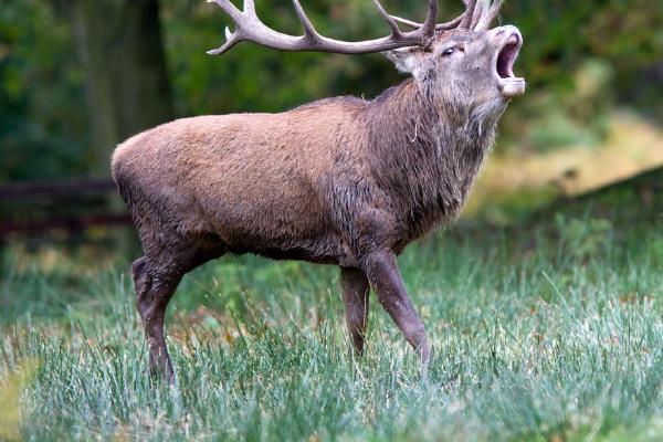Red Deer Stag Bugling (%!s(<nil>)) - 