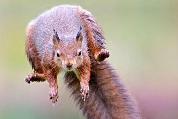 Red Squirrel Leaping (%!s(<nil>)) - 