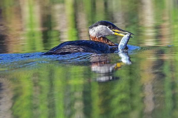 Red-necked Grebe with Fish (%!s(<nil>)) - 