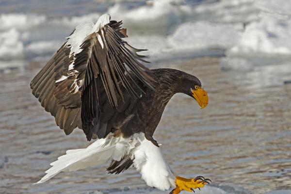 Stellers Sea Eagle Landing (%!s(<nil>)) - 