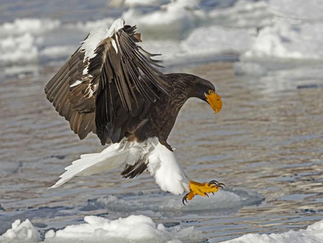 Stellers Sea Eagle Landing (%!s(<nil>)) - 