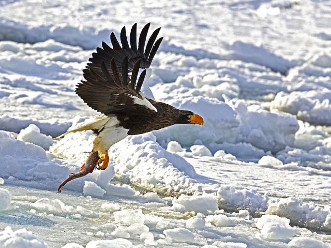 Stellers Sea Eagle in Flight Over Ice Floe (%!s(<nil>)) - 