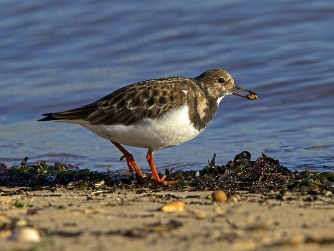 Turnstone with water snail (%!s(<nil>)) - 