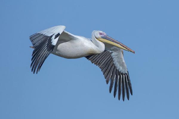 White Pelican in Flight (%!s(<nil>)) - 