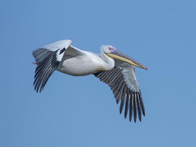 White Pelican in Flight (%!s(<nil>)) - 