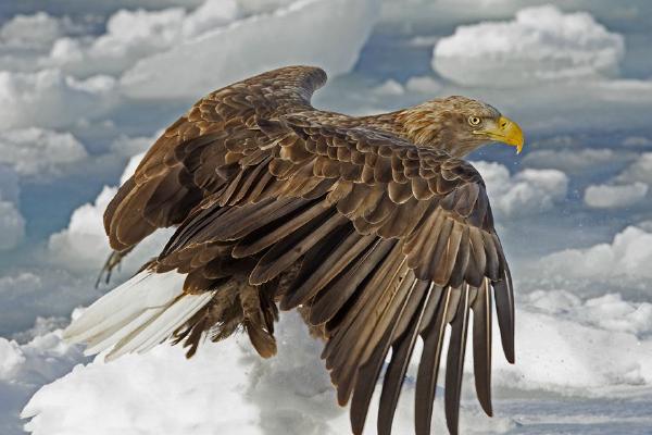 White-tailed Eagle above Ice Flow.5 (%!s(<nil>)) - 