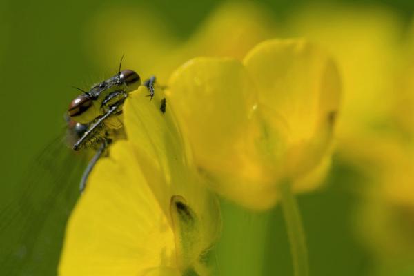 Damselfly on Buttercup (%!s(<nil>)) - 