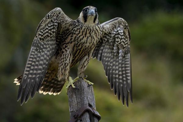 Peregrine Falcon (%!s(<nil>)) - 