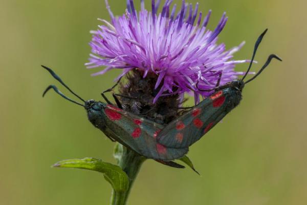 Six Spot Burnett Moths Mating (%!s(<nil>)) - 