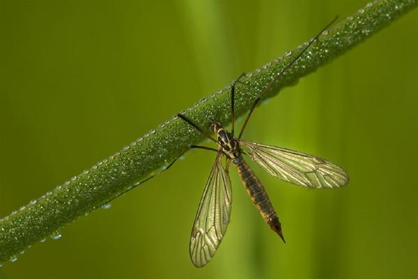 Small Crane Fly (%!s(<nil>)) - 
