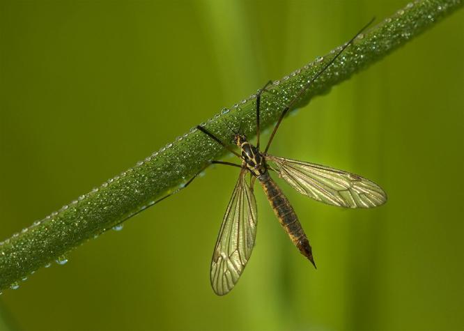 Small Crane Fly (%!s(<nil>)) -