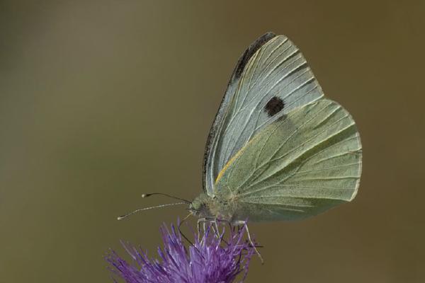 Small White Feeding (%!s(<nil>)) - 
