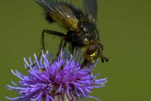Tachina Fera (%!s(<nil>)) - 