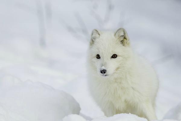 Arctic Fox in deep snow Northern Norway (%!s(<nil>)) - 