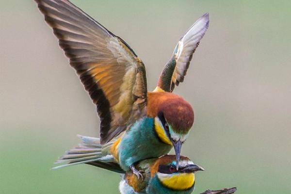 Bee eaters pairing (%!s(<nil>)) - 