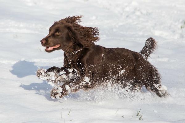 Bounding Cocker Spaniel in the Snow (%!s(<nil>)) - 