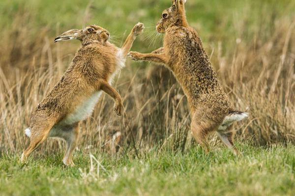 Brown Hares Boxing (%!s(<nil>)) - 