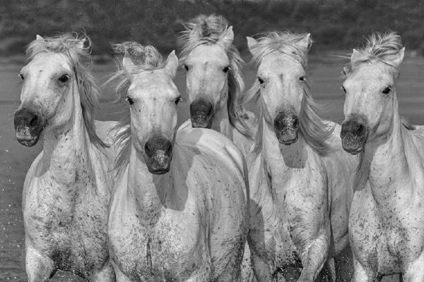 Camargue Horses (%!s(<nil>)) - 