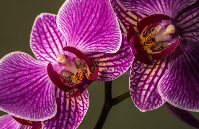 Cymbidium Orchid (%!s(<nil>)) - 